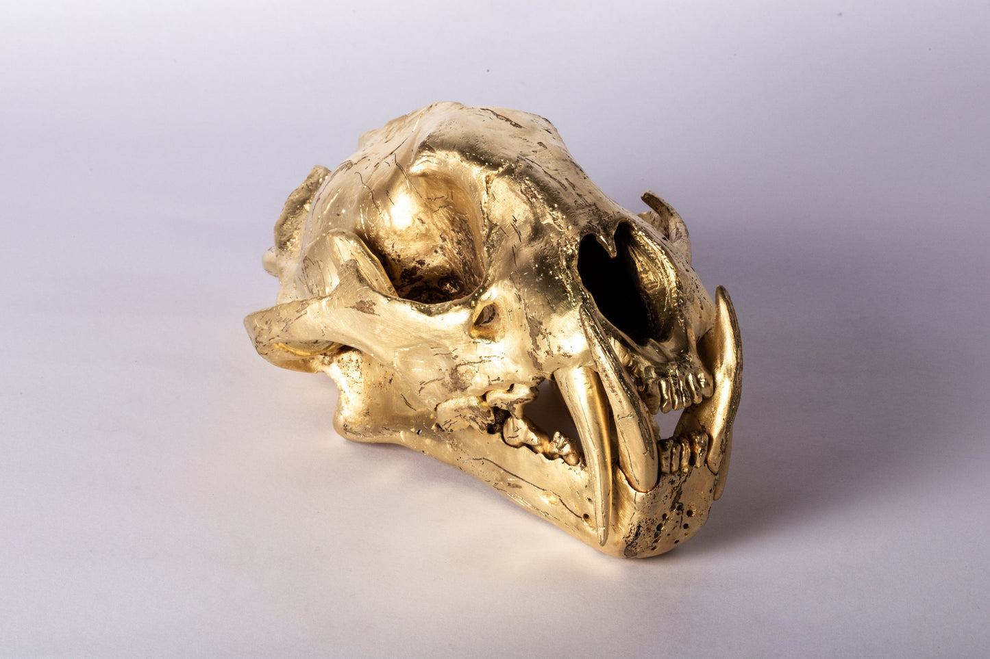 Leopard Skull Acid Gold