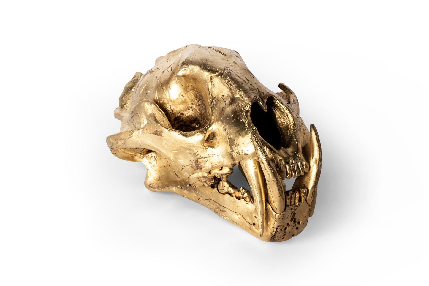 Leopard Skull Acid Gold