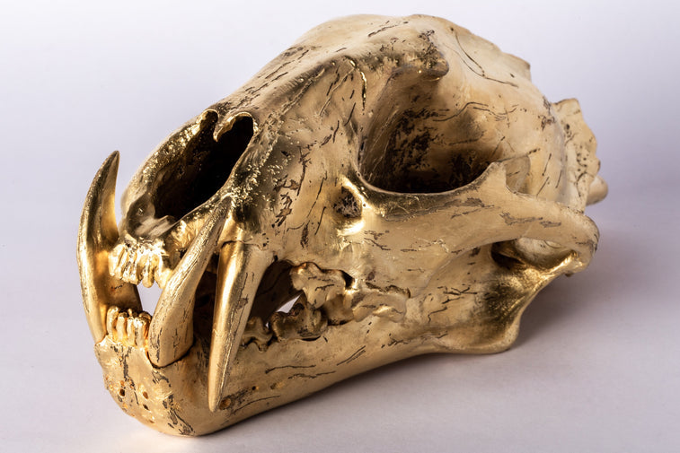Leopard Skull Acid Gold