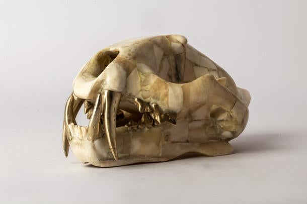 Leopard_Skull.jpg