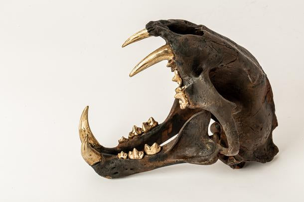 Leopard_Skull_7608917d-2be8-4112-8b2e-a19dc3a79f41.jpg