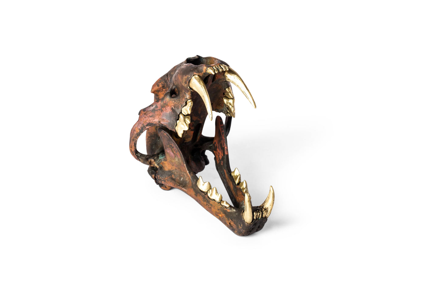 Leopard Skull (Var Held Ag)