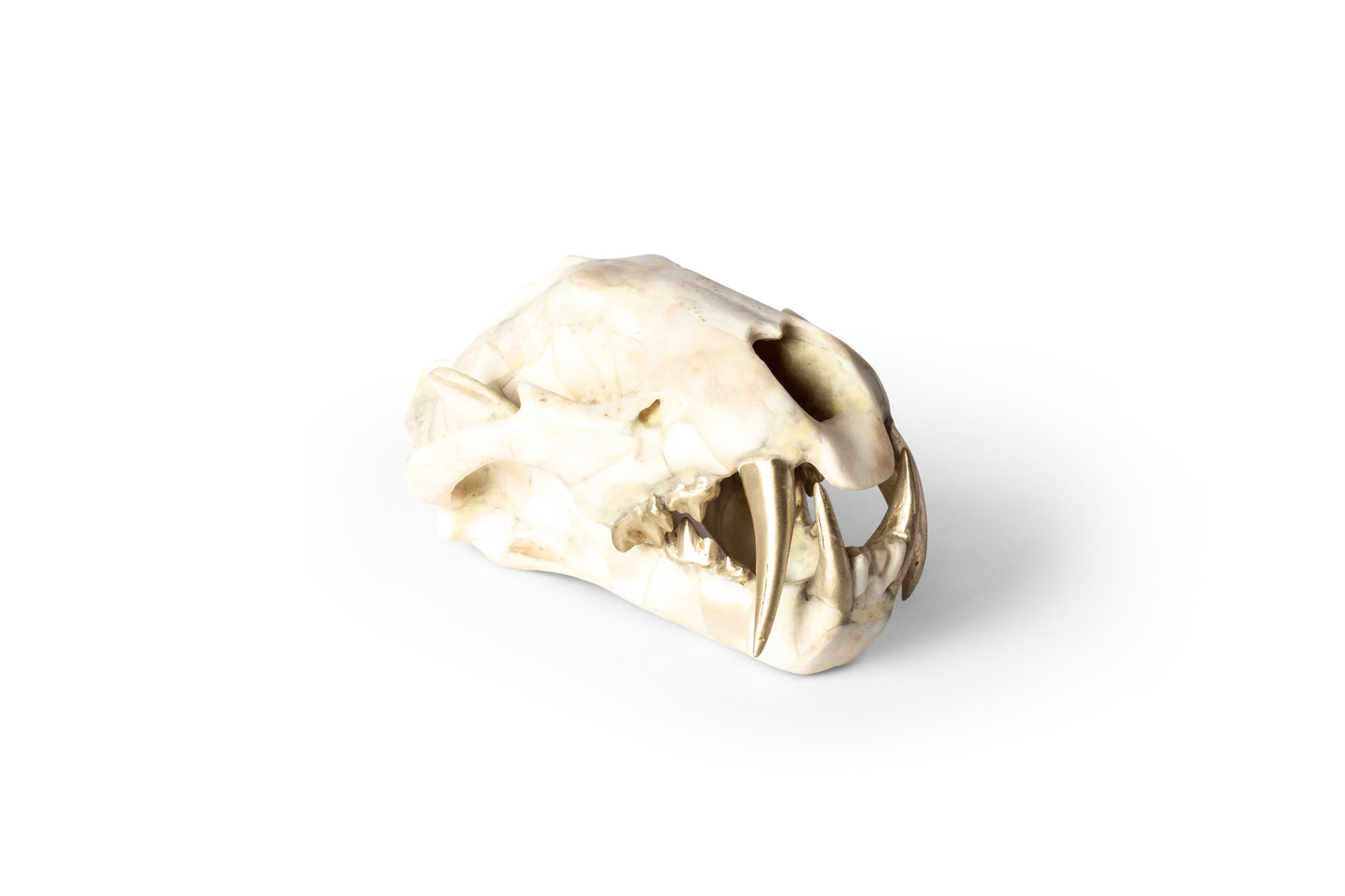 Leopard Skull (B+MR)