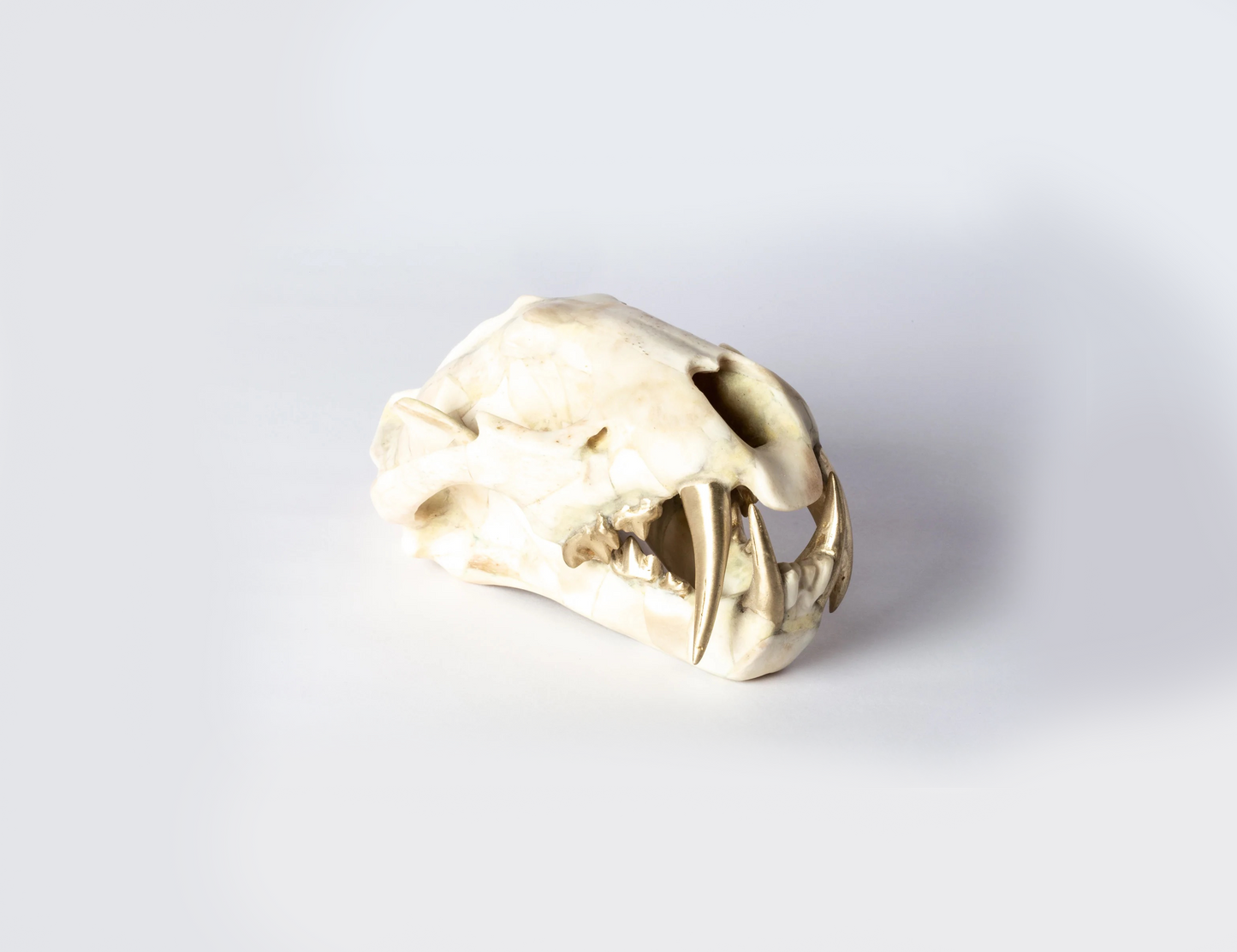 Leopard Skull (B+MR)